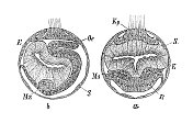 古代生物动物学图像:星形虫胚胎