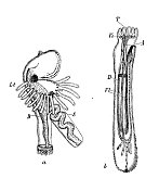 古代生物动物学图像:放线虫、光齿虫