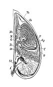 古代生物动物学图像:勒帕斯