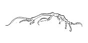 古代生物动物学图像:卡普雷拉平衡
