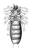 古代生物动物学图像:非洲天蝎座