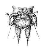 仿古生物动物学图像:蜈蚣