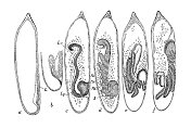 古代生物动物学图像:处女座萼龙鸟，蜻蜓，胚胎