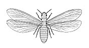 古代生物动物学图像:白蚁