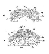 古代生物动物学图像:带鳃海鳗胚胎