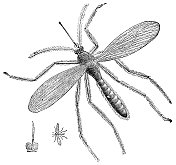 蚊子――19世纪