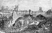 猎人和狗在非洲追逐一只普通的疣猪(Phacochoerus Africanus) - 19世纪