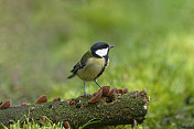 大山雀(Parus major)