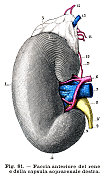 肾脏解剖版画1899年