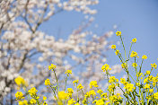 樱花树和油菜花