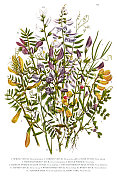 维多利亚时代春季野豌豆、蚕豆和苦木的植物学插图