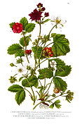 五果，覆盆子和草莓，维多利亚植物插图