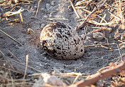 Vogelei in het Etosha Nationaal Park in Namibi?