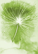 插图画水彩画风景蒲公英种子在风中飞行在绿色的背景