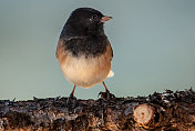 黑眼Junco