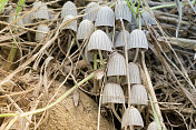 Fairy Inkcap, Coprinellus disseminatus in Berguedà province, Barcelona