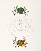 滨海蟹和雌蟹的色版，1843年