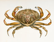 岩蟹(白杨蟹)的色版印刷1843年