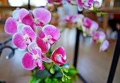 ?Beautiful Pink orchid