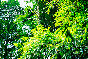 热带树木背景。