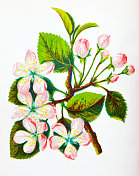 野生花卉的古董植物学插图:海棠花、梨花