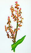野生花卉的古董植物学插图:普通酢浆草，酸模