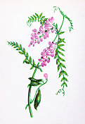 野生花卉的古董植物学插图:簇绒野豌豆，Vicia Cracca
