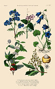 手工着色的植物雕刻，植物王国的历史，维多利亚植物插图，21版，大约1853年