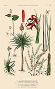 手工着色的植物雕刻，植物王国的历史，维多利亚植物插图，35号板，大约1853年