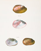 贻贝，蛤蜊，牡蛎，1843年