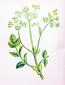 野生花卉的古董植物学插图:普通的野生欧芹属植物 野生花卉的古董植物学插图:普通的野生欧芹属植物