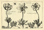 植物艺术的细长叶海葵印花，从Hortus Floridus由Crispin de Passe，复古插图