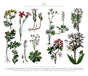 古董雕刻，草本植物和开花植物，植物王国，维多利亚植物插图，大约1853年