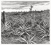 田间菠萝植物，木刻，1899年出版