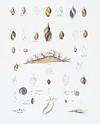 软体动物和海螺色版1843年