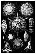 The Radiolaria, also called Radiozoa, are protozoa of diameter 0.1–0.2 mm that produce intricate mineral skeletons