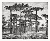 巴西松(Araucaria angustifolia),木刻,1899年出版 巴西松(Araucaria angustifolia),木刻,1899年出版