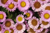 大黄蜂站在粉色雏菊群上