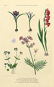 植物王国的历史，维多利亚植物插图，第5版，大约1853年