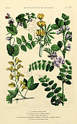植物王国的历史，维多利亚植物插图，74版，大约1853年