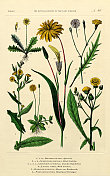 《植物王国的历史》，维多利亚植物插图，第80版，大约1853年