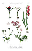 古董植物雕刻，植物王国的历史，维多利亚植物插图，盘子5，大约1853年