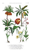 古董植物雕刻，植物王国的历史，维多利亚植物插图，板33，大约1853年