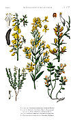 古董植物雕刻，植物王国的历史，维多利亚植物插图，板72，大约1853年