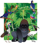 刚果民主共和国的热带雨林
