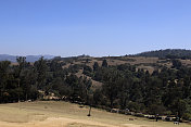 在晴朗的天空下，春天的Pagalkod Mund, Ooty，泰米尔纳德邦景观的美丽风景