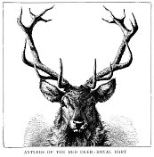 芦苇鹿的鹿角，皇家鹿插图1896