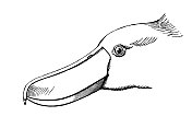 鞋嘴鹳(Balaeniceps rex)也被称为鲸头或鞋嘴鹳