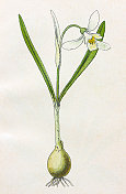 古董植物学插图:雪花莲，Galanthus Nivalis