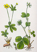 古董植物学插图:tormentl, tormentlla和贫瘠的草莓，Potentilla fragariastrum